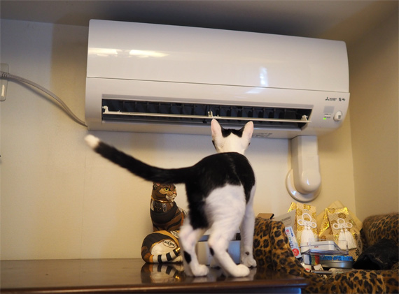 sakuraneko4003.jpg