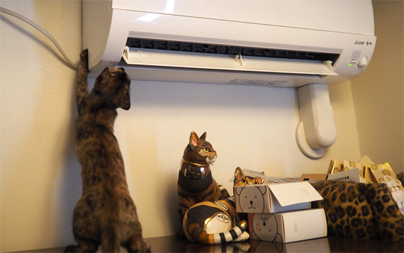sakuraneko4005.jpg