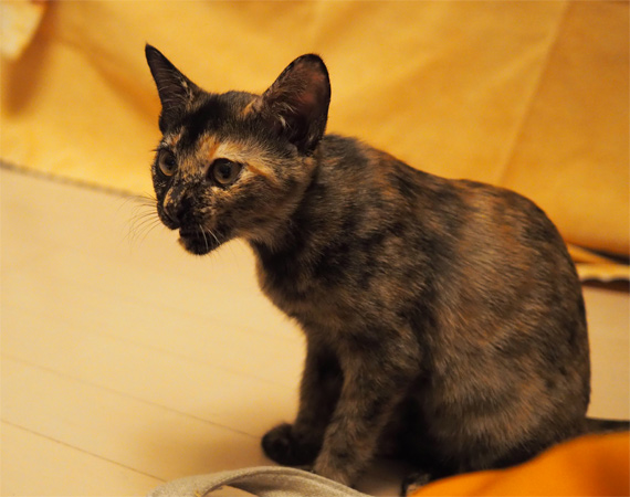 sakuraneko4008.jpg