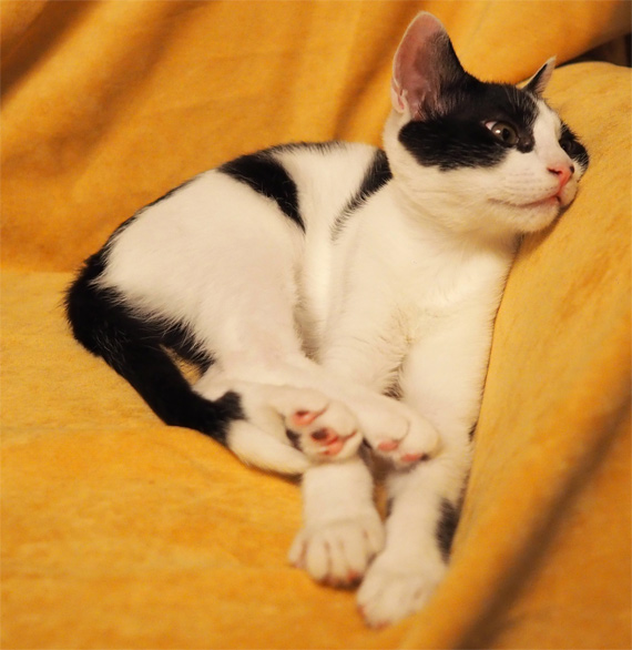 sakuraneko4010.jpg