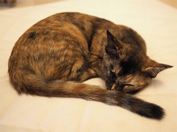 sakuraneko4017.jpg