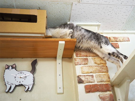sakuraneko4019.jpg