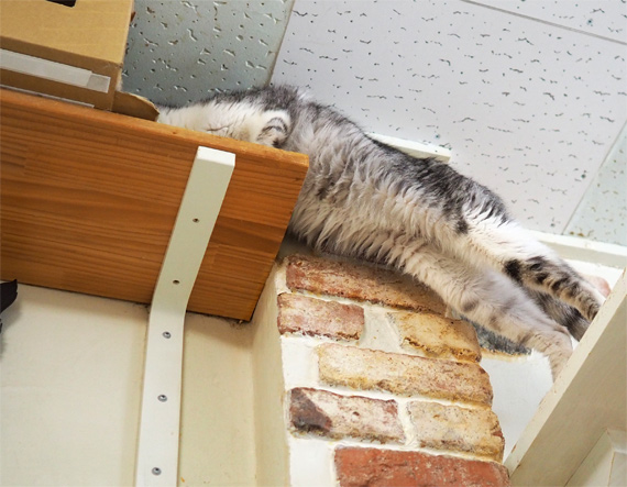 sakuraneko4020.jpg