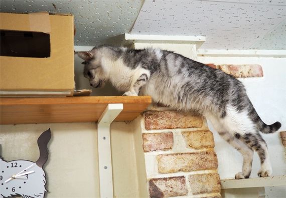 sakuraneko4021.jpg