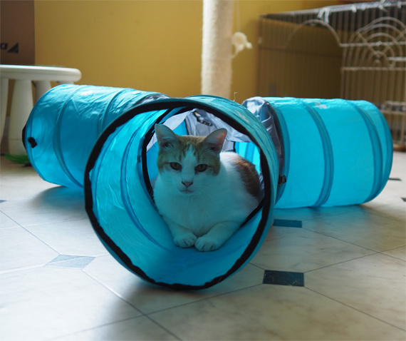 sakuraneko4023.jpg