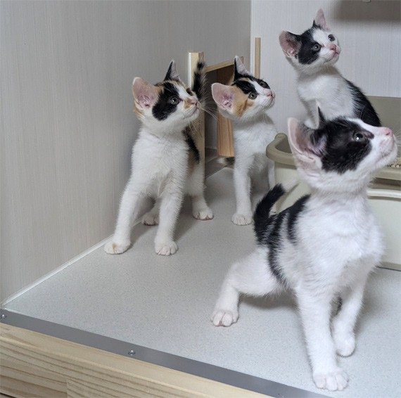 sakuraneko4030.jpg