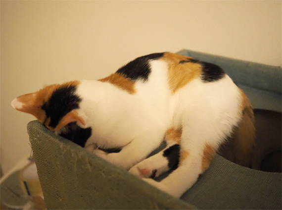 sakuraneko4038.jpg