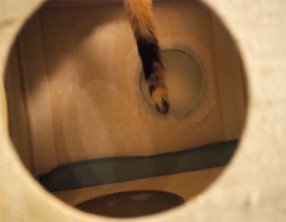 sakuraneko4039.jpg