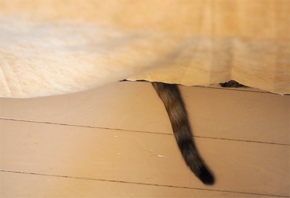 sakuraneko4040.jpg