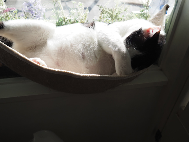 sakuraneko4041.jpg