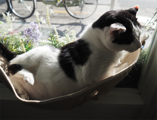 sakuraneko4042.jpg