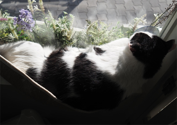 sakuraneko4043.jpg