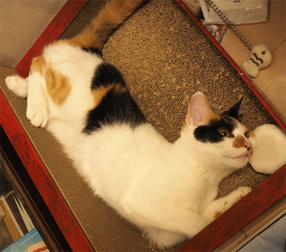 sakuraneko4052.jpg