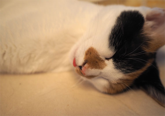sakuraneko4053.jpg