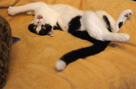 sakuraneko4054.jpg