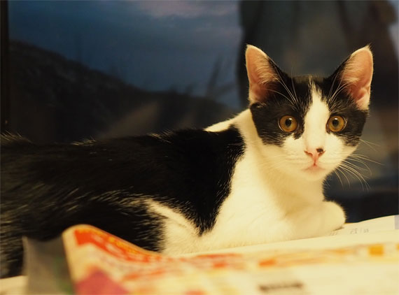 sakuraneko4055.jpg