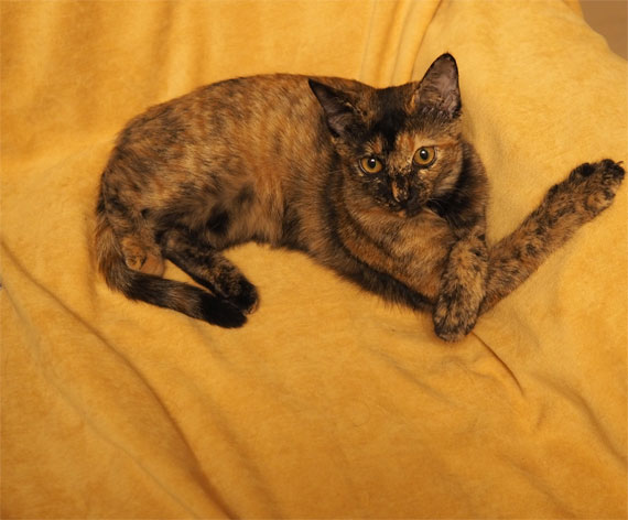 sakuraneko4056.jpg