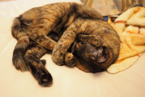 sakuraneko4057.jpg