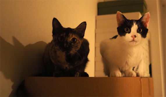 sakuraneko4058.jpg
