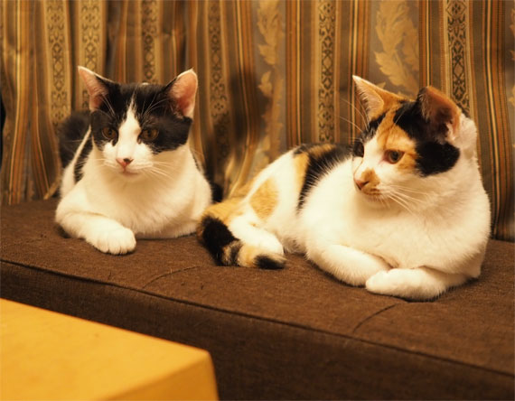 sakuraneko4059.jpg