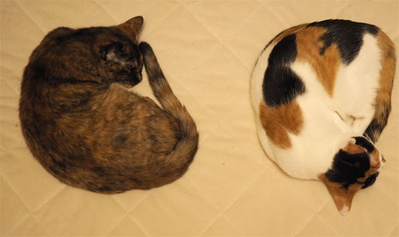 sakuraneko4060.jpg