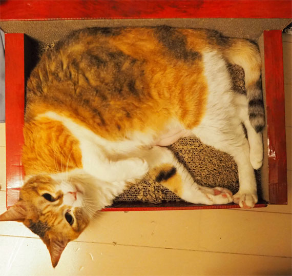 sakuraneko4064.jpg