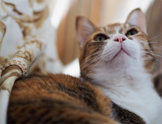 sakuraneko4068.jpg