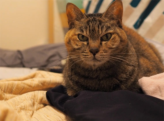sakuraneko4069.jpg