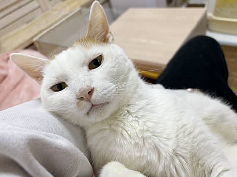 tokyocatguardian-20250222-2.jpg
