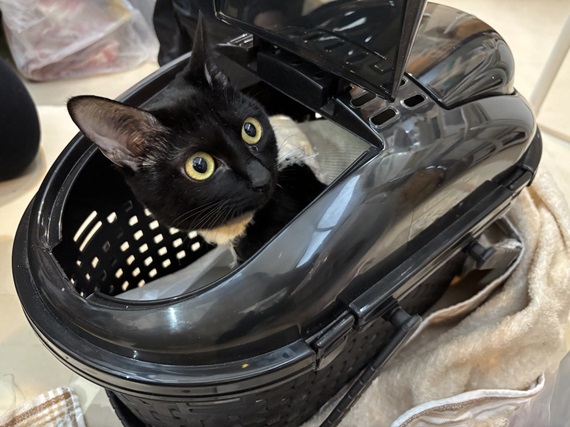 tokyocatguardian-20250222-4.jpeg
