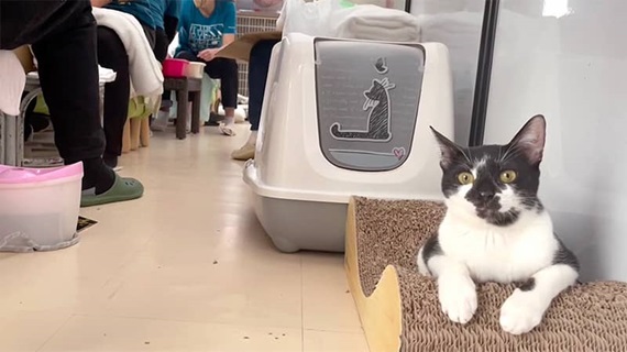 tokyocatguardian-20250222-5.jpg