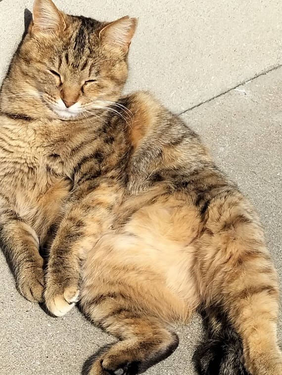 yamaguchi  hikariTNR-250620-5  -min.JPG