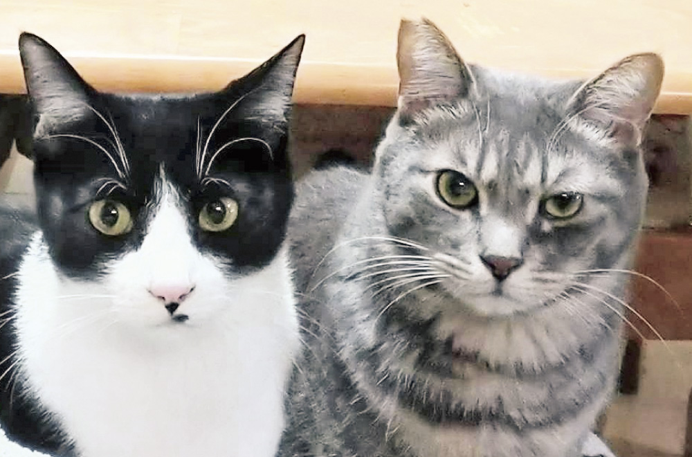 フェリシモ「猫部」│フェリシモ 