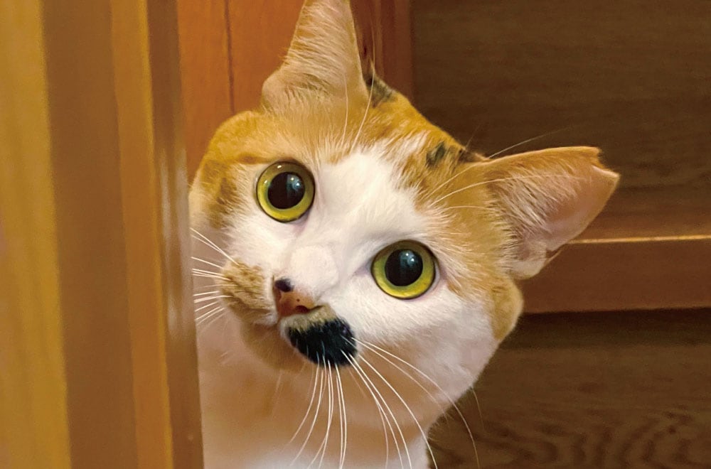 猫部 110×40㎝ ラベンダー 生地 綿麻 フェリシモ ネコ 猫 運べ