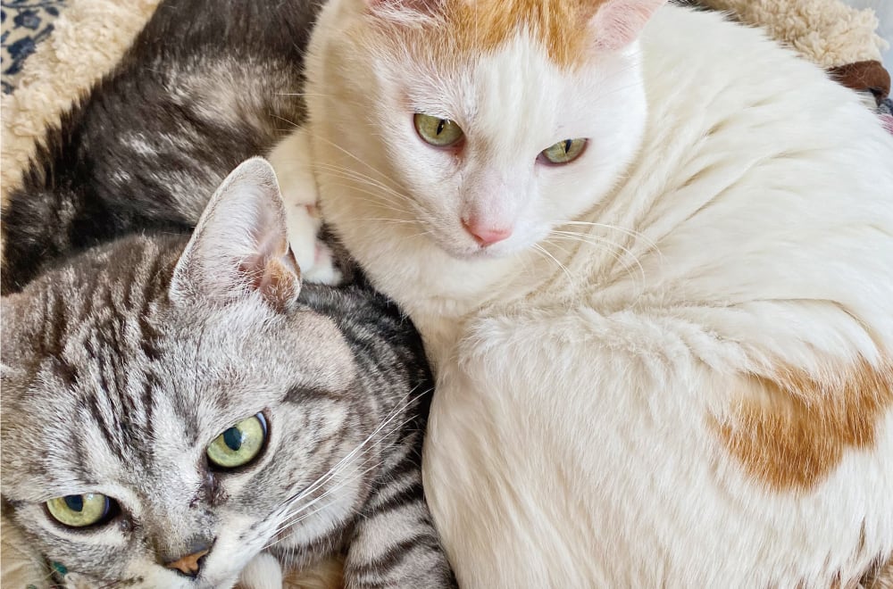 フェリシモ「猫部」│フェリシモ 