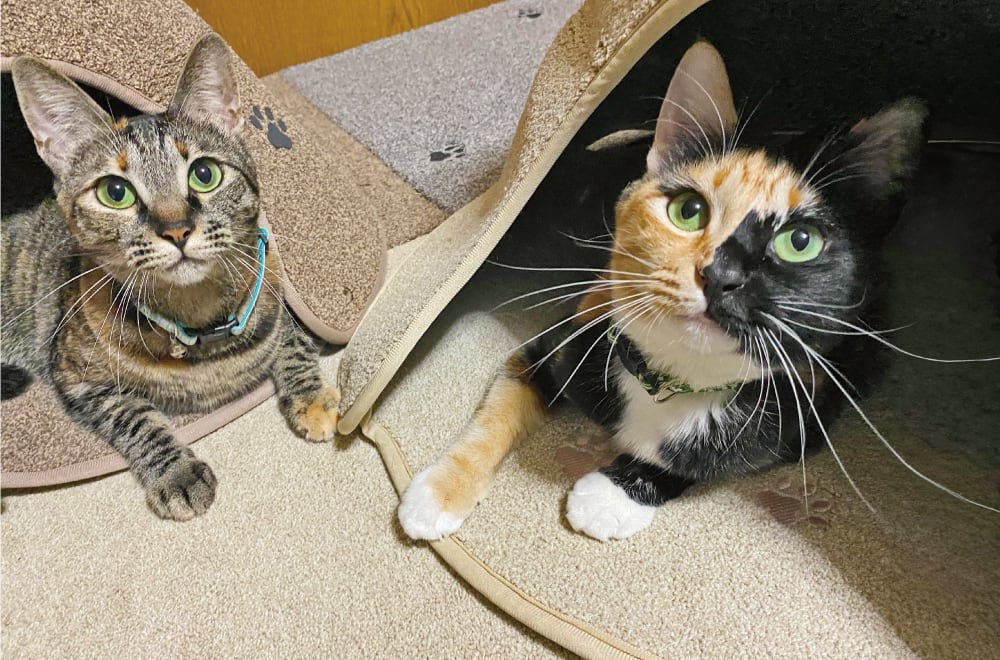 フェリシモ「猫部」│フェリシモ