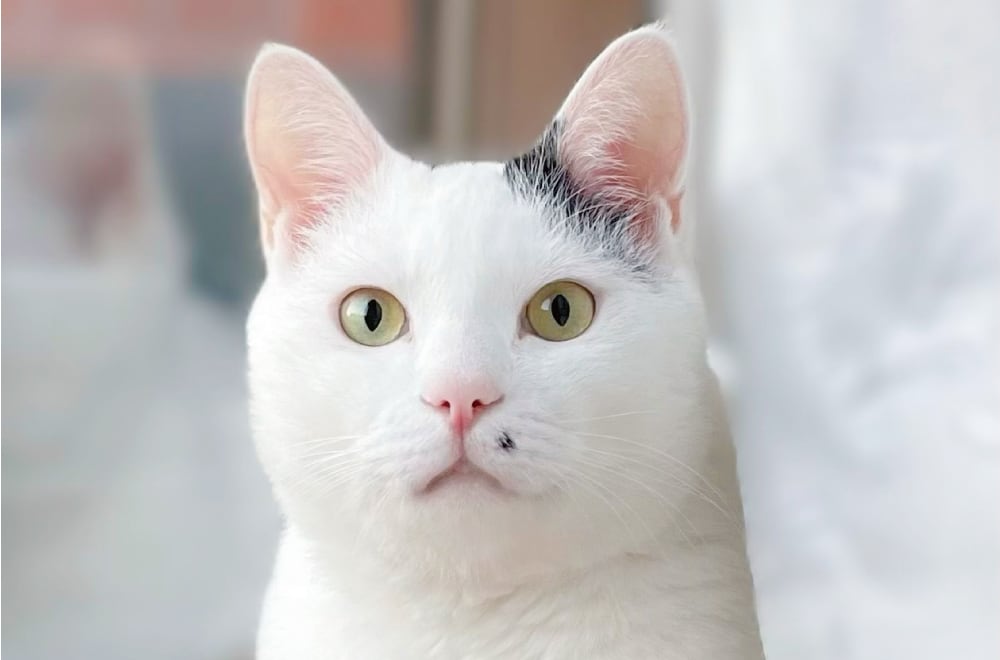 Amazon.co.jp: フェリシモ 猫部 まとめ売り : ビューティー