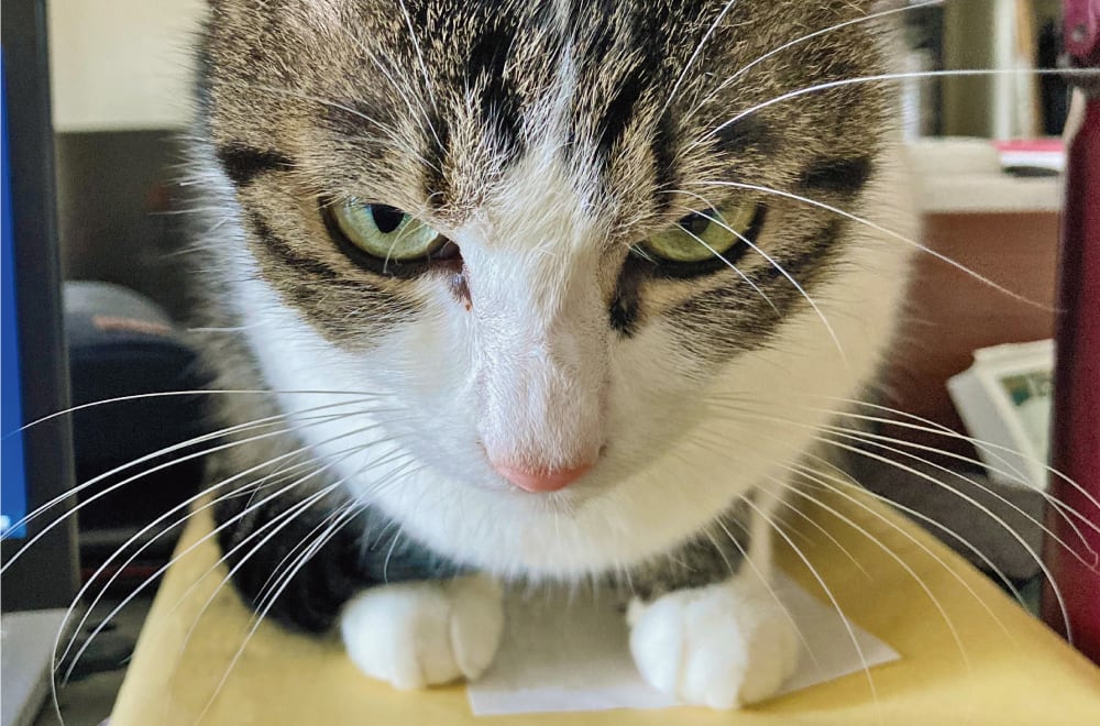 フェリシモ「猫部」│フェリシモ