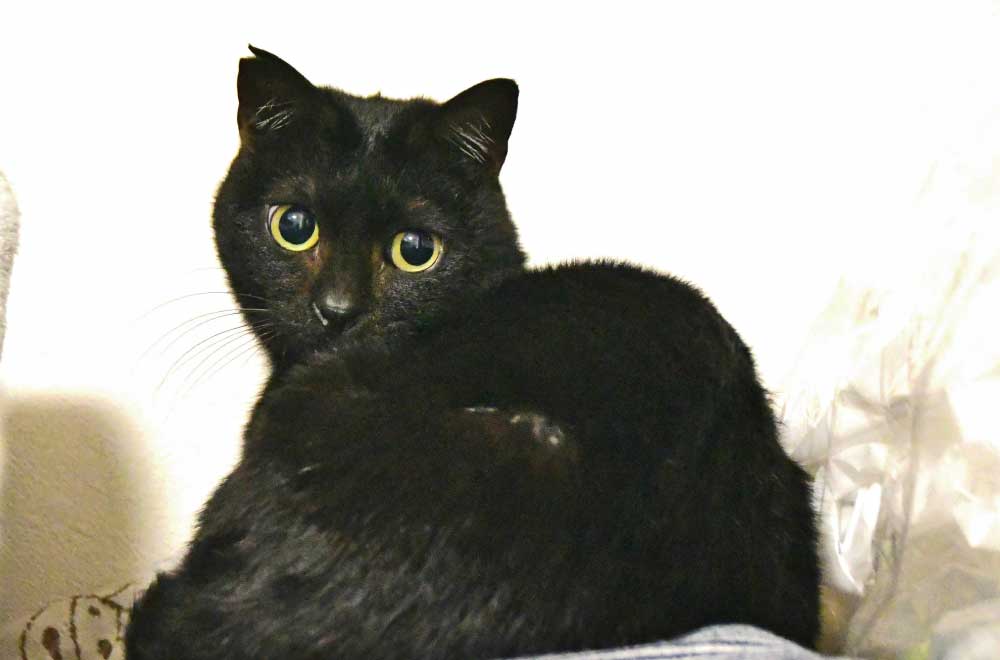 フェリシモ「猫部」│フェリシモ