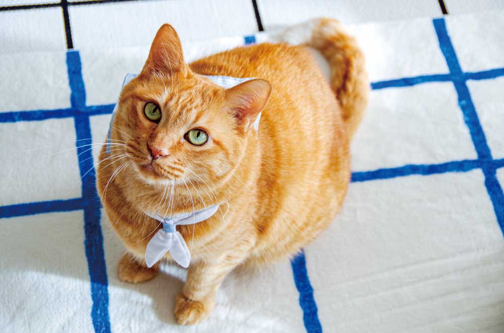 フェリシモ「猫部」│フェリシモ
