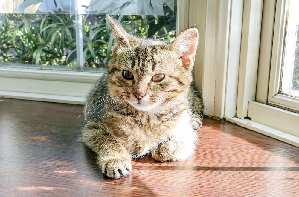 フェリシモ「猫部」│フェリシモ