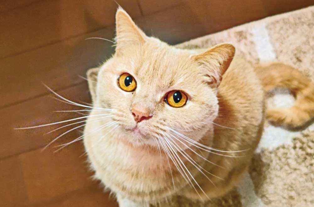 フェリシモ「猫部」│フェリシモ
