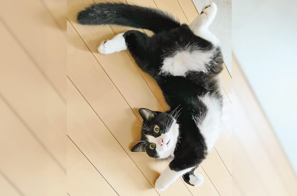 フェリシモ「猫部」│フェリシモ