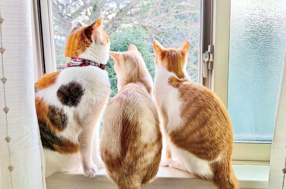 フェリシモ「猫部」│フェリシモ