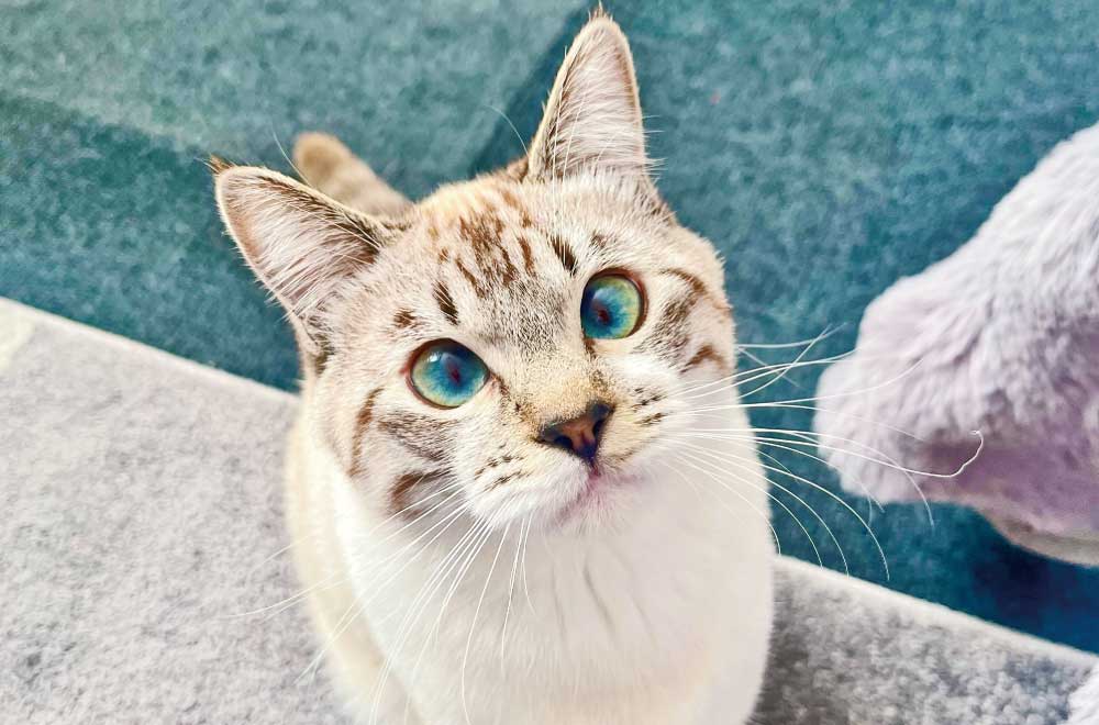 フェリシモ「猫部」│フェリシモ