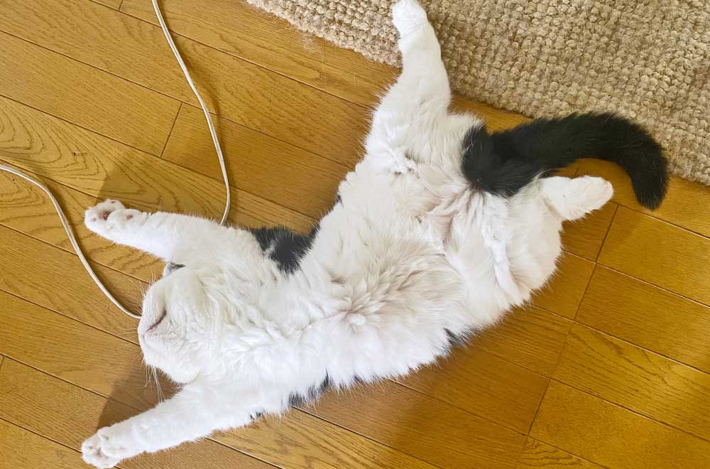 フェリシモ「猫部」│フェリシモ