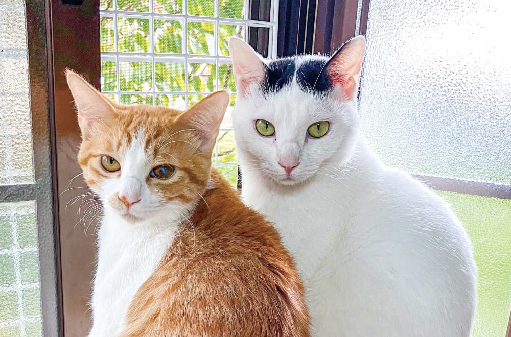 フェリシモ「猫部」│フェリシモ