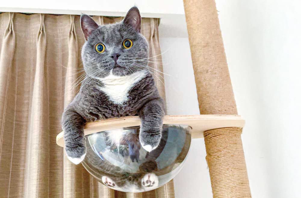 フェリシモ「猫部」│フェリシモ