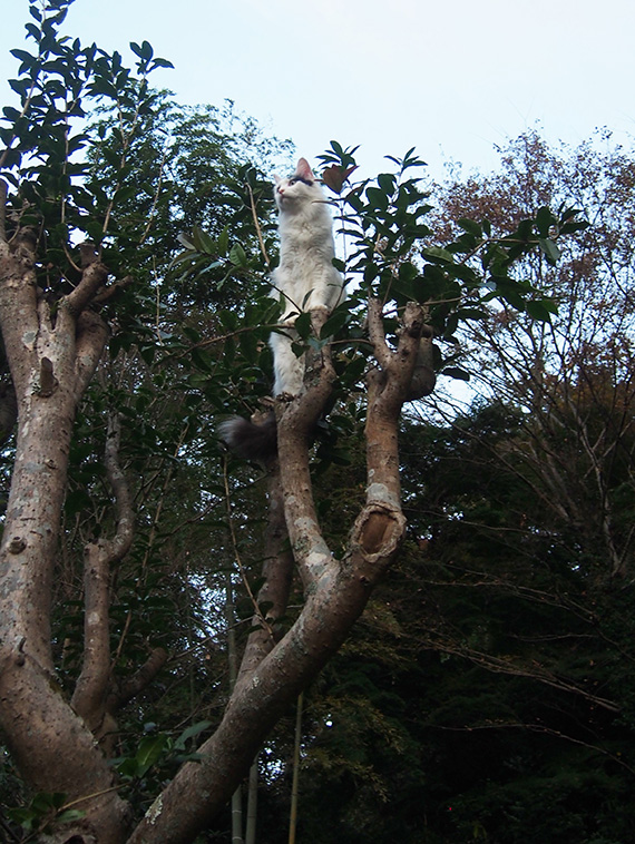 ちくわくん、木に登る9.JPG