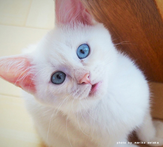 道端貓日記 小貓來了之3 藍色瞳孔的小藍 Felissimo貓部